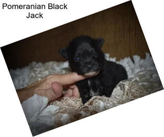 Pomeranian Black Jack