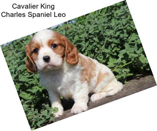 Cavalier King Charles Spaniel Leo