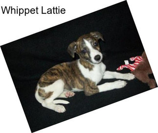 Whippet Lattie