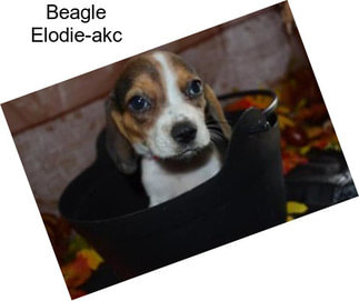 Beagle Elodie-akc