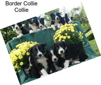 Border Collie Collie