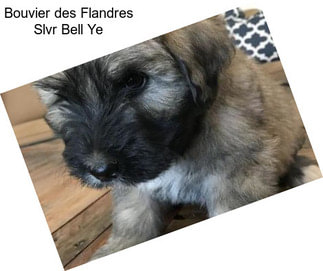 Bouvier des Flandres Slvr Bell Ye