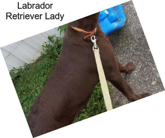 Labrador Retriever Lady