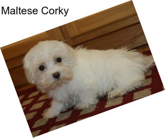 Maltese Corky