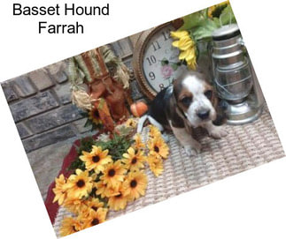 Basset Hound Farrah