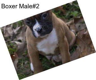 Boxer Male#2
