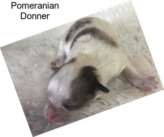Pomeranian Donner