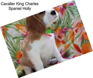 Cavalier King Charles Spaniel Holly