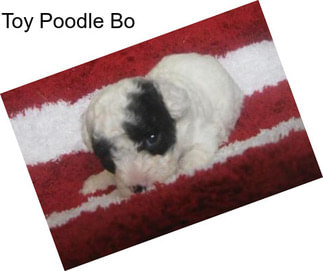 Toy Poodle Bo