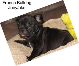 French Bulldog Joey/akc
