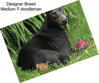 Designer Breed Medium F-doodleman