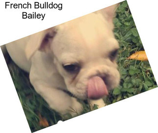 French Bulldog Bailey