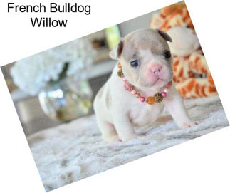 French Bulldog Willow