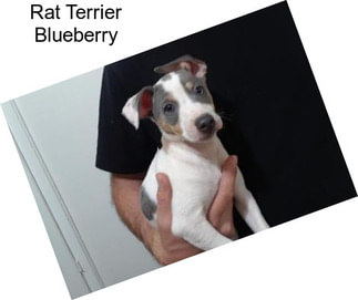 Rat Terrier Blueberry