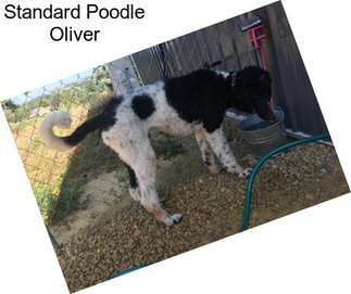 Standard Poodle Oliver
