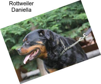 Rottweiler Daniella