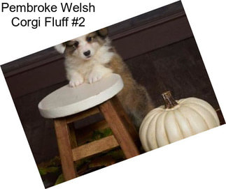 Pembroke Welsh Corgi Fluff #2