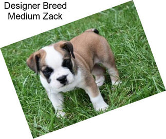 Designer Breed Medium Zack