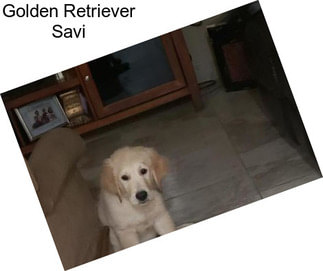 Golden Retriever Savi