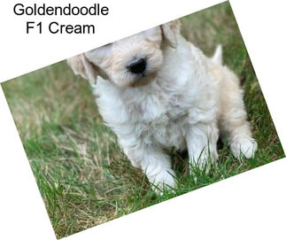 Goldendoodle F1 Cream