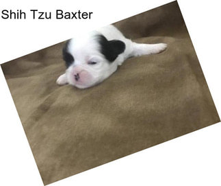 Shih Tzu Baxter