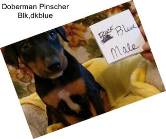Doberman Pinscher Blk,dkblue