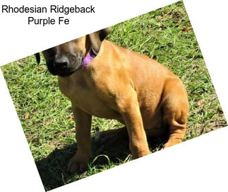 Rhodesian Ridgeback Purple Fe