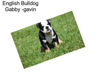 English Bulldog Gabby -gavin