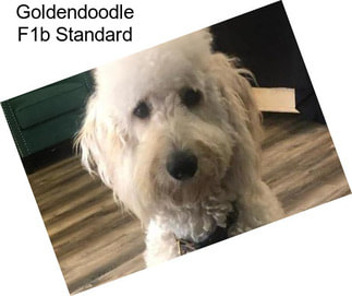 Goldendoodle F1b Standard