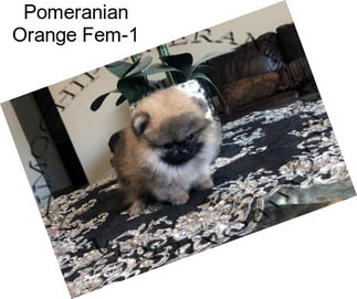Pomeranian Orange Fem-1