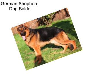 German Shepherd Dog Baldo