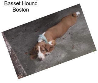 Basset Hound Boston