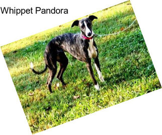 Whippet Pandora