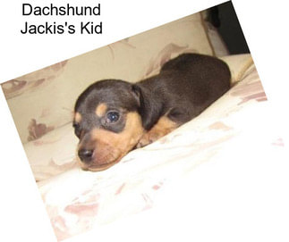 Dachshund Jackis\'s Kid