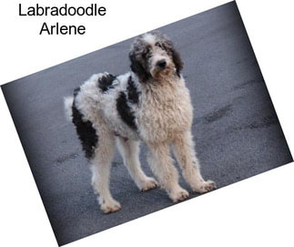 Labradoodle Arlene