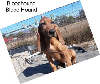 Bloodhound Blood Hound