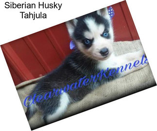 Siberian Husky Tahjula