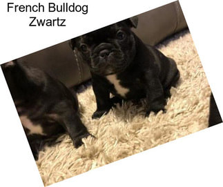 French Bulldog Zwartz