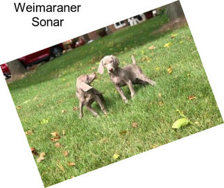 Weimaraner Sonar