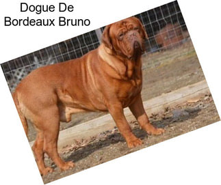 Dogue De Bordeaux Bruno