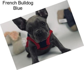 French Bulldog Blue