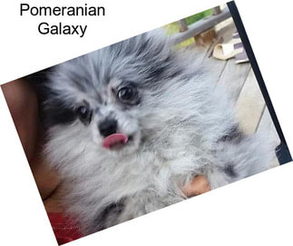 Pomeranian Galaxy