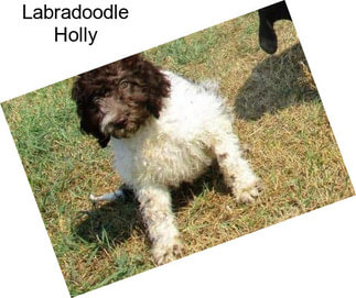 Labradoodle Holly