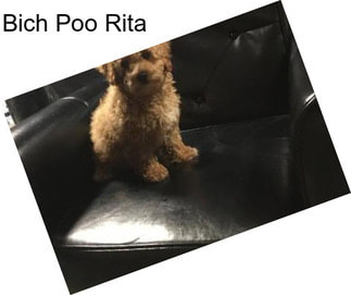 Bich Poo Rita