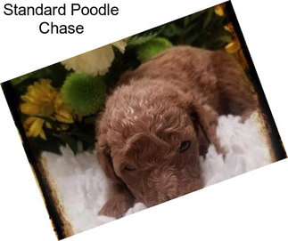 Standard Poodle Chase