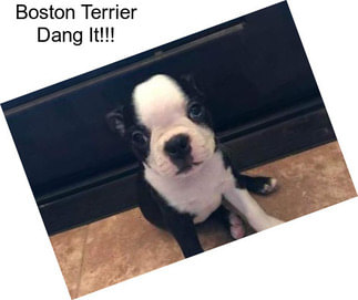Boston Terrier Dang It!!!