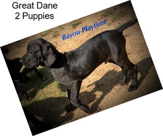 Great Dane 2 Puppies