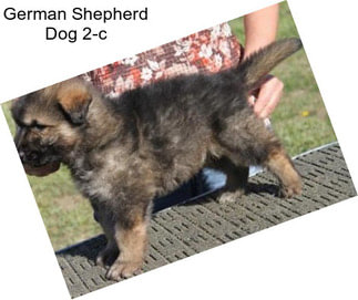 German Shepherd Dog 2-c