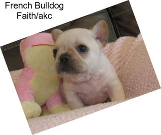 French Bulldog Faith/akc