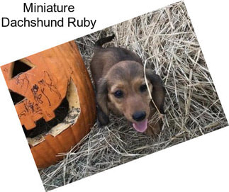 Miniature Dachshund Ruby